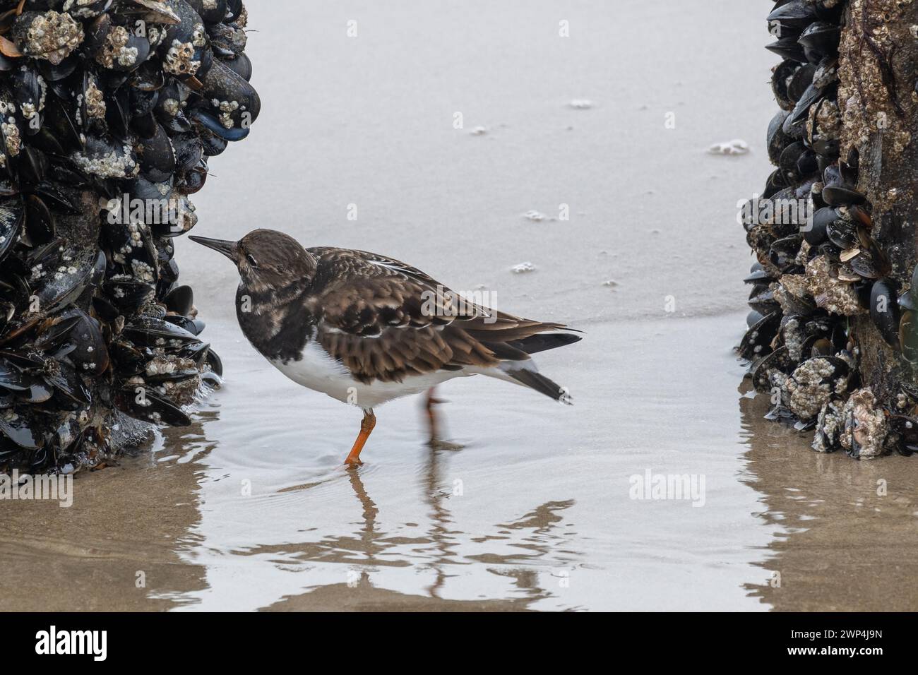 A sandpiper next to shells at the edge of the water on a sandy beach Stock Photo