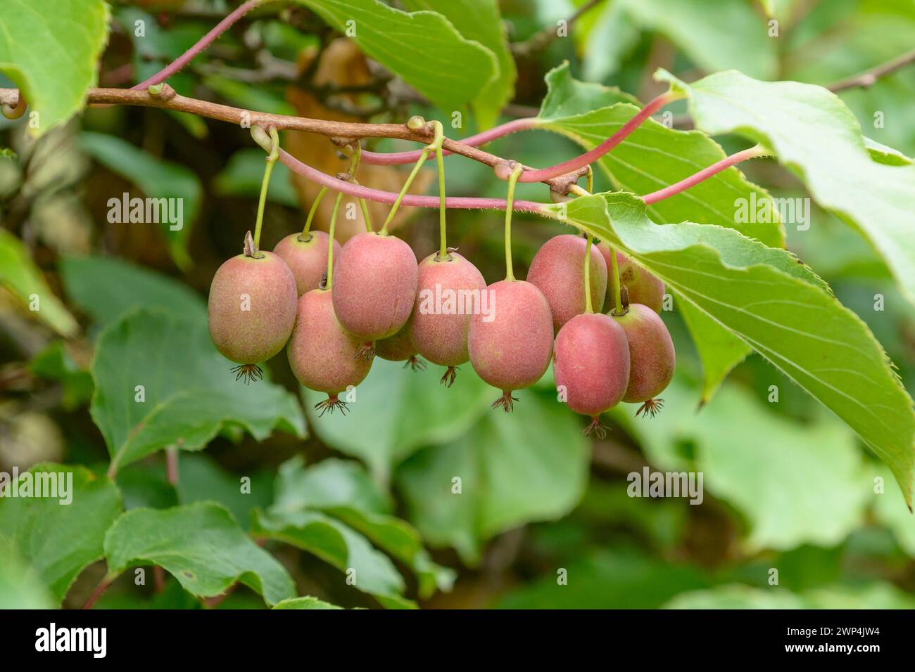 Mini kiwi hi-res stock photography and images - Alamy