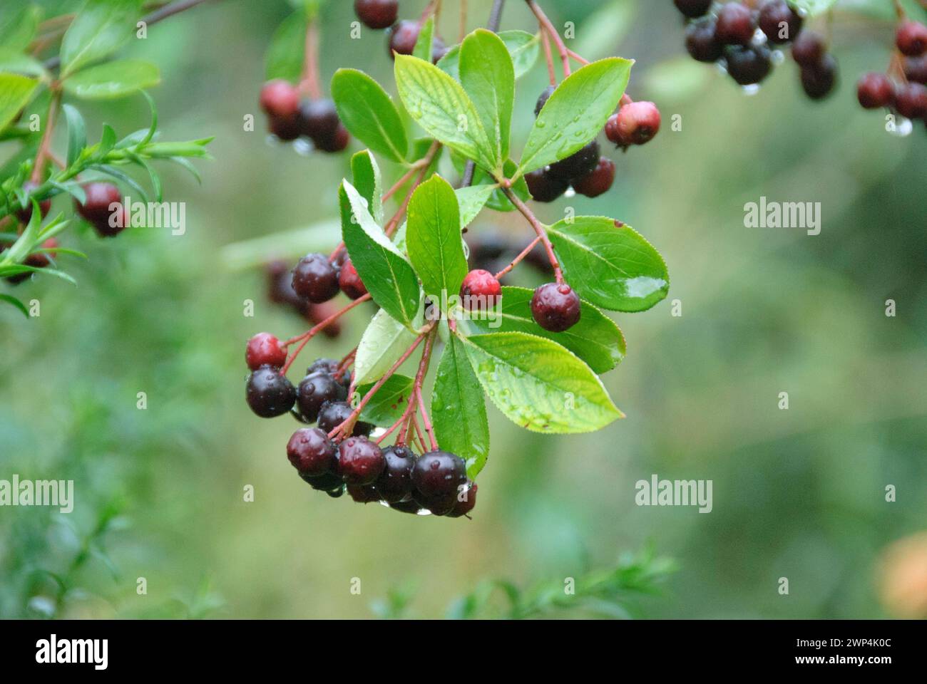 Chokeberry (Aronia x prunifolia), New Botanical Garden, Zurich, Switzerland Stock Photo