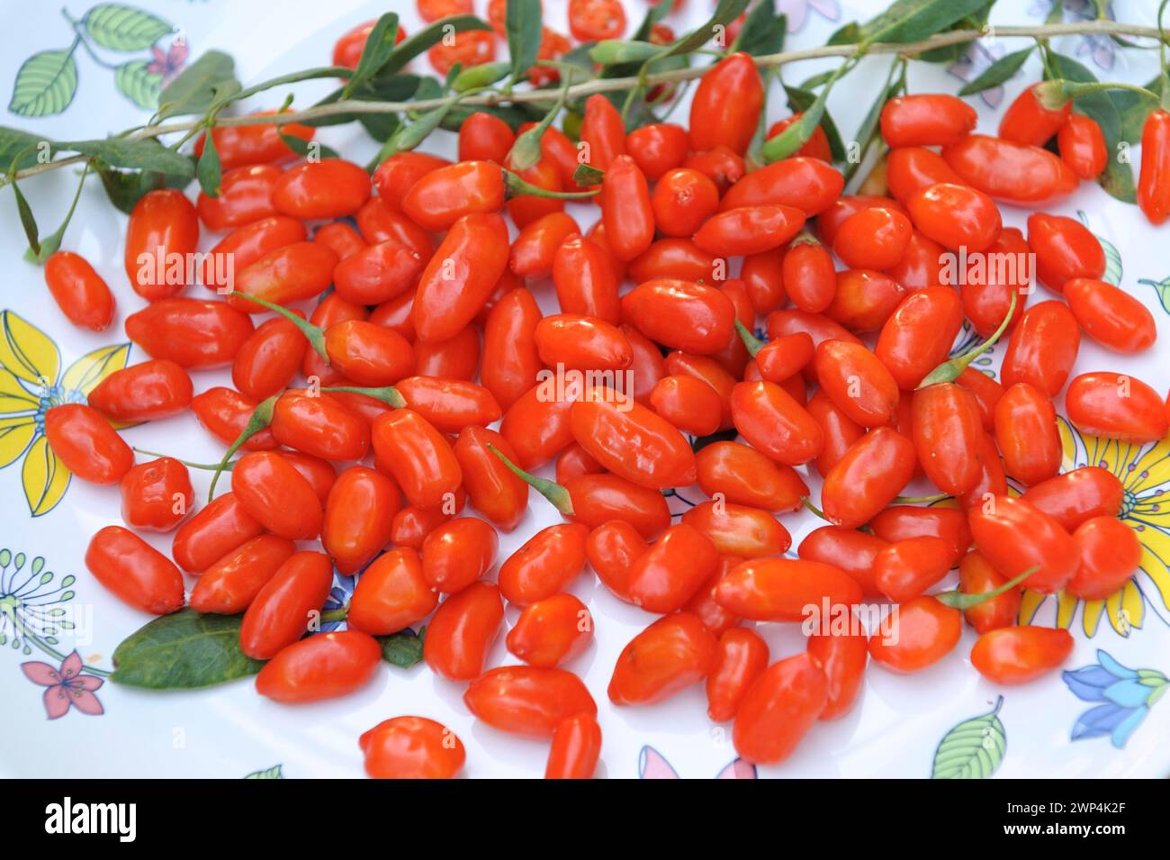 Goji berry (Lycium barbarum 'Sweet Lifeberry') Stock Photo