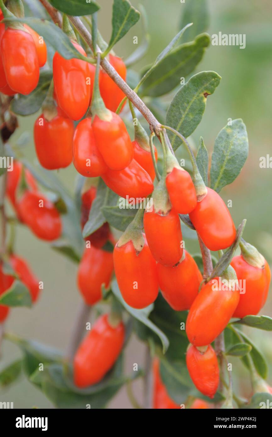 Goji berry (Lycium barbarum 'No.1 Lifeberry') Stock Photo