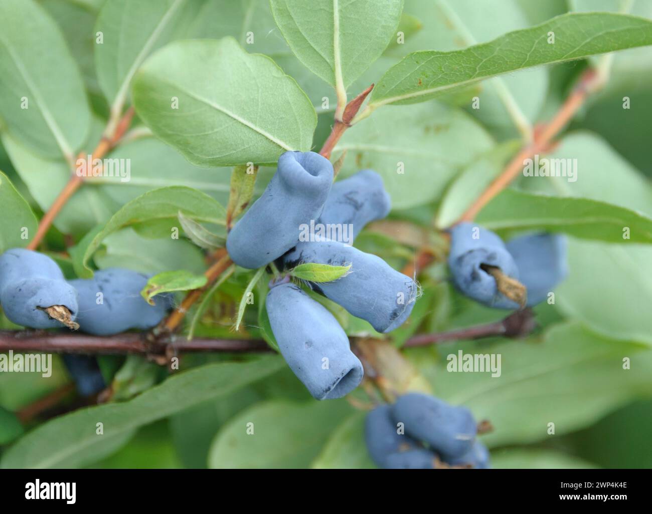 Blue honeyberry (Lonicera caerulea 'Amur'), Bundessortenamt testing centre Marquardt, Brandenburg, Germany Stock Photo