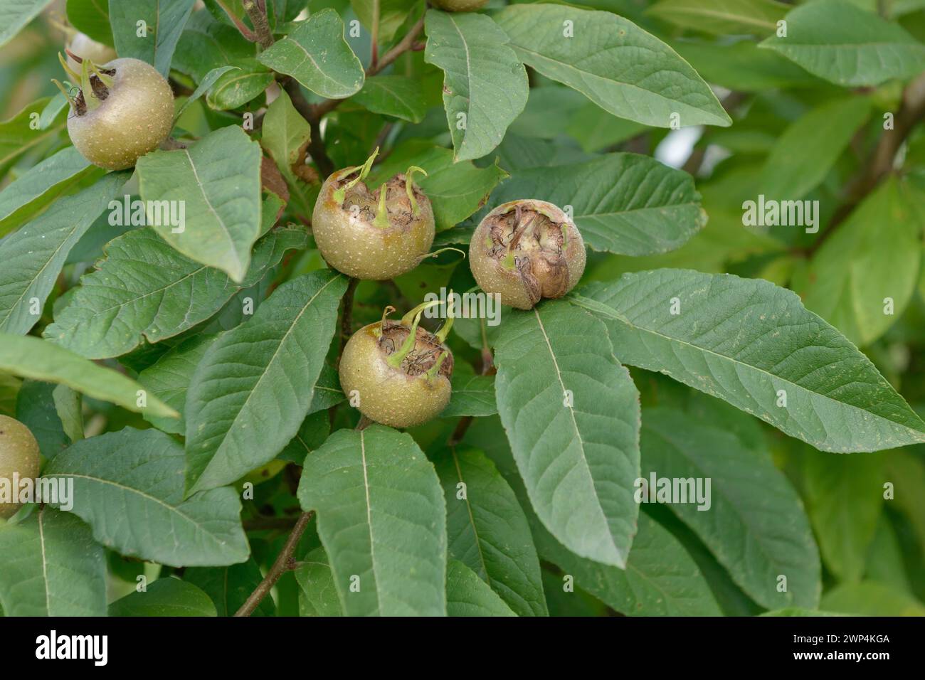 Medlar (Mespilus germanica 'Westerveld'), wild fruit orchard, Sornzig, Saxony, Germany Stock Photo