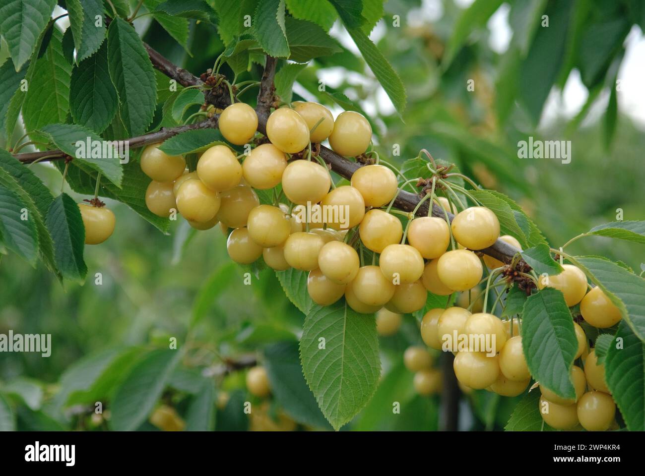 Sweet cherry (Prunus avium 'Drogans Gelbe'), Bundessorteamt, Marquardt testing centre, Marquardt, 81 Stock Photo