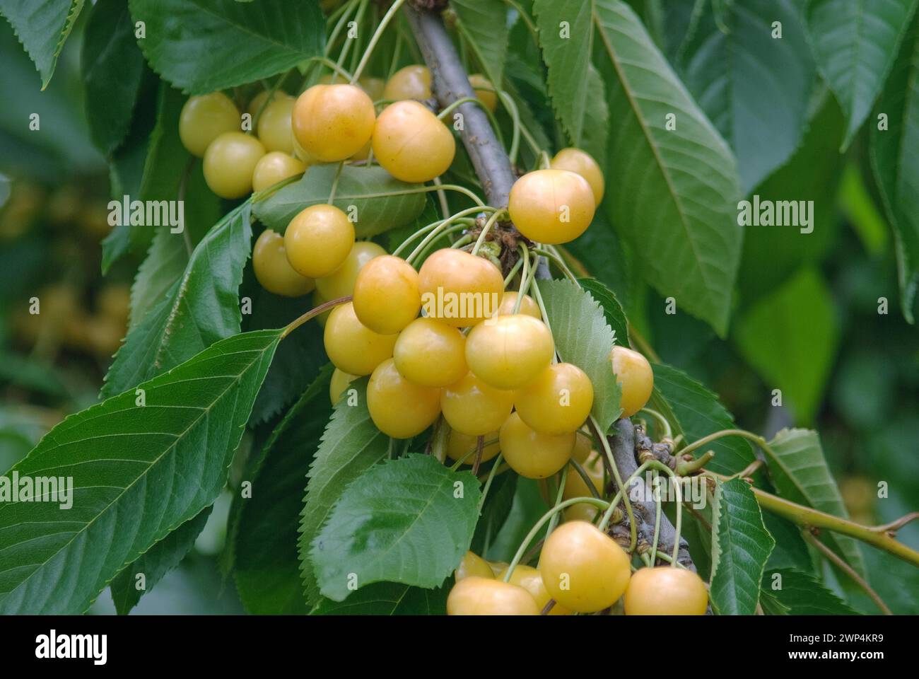 Prunus avium 'Doenissens Gelbe Knorpelkirsche', Bundessorteamt, Pruefstelle Marquardt, Marquardt, 81 Stock Photo
