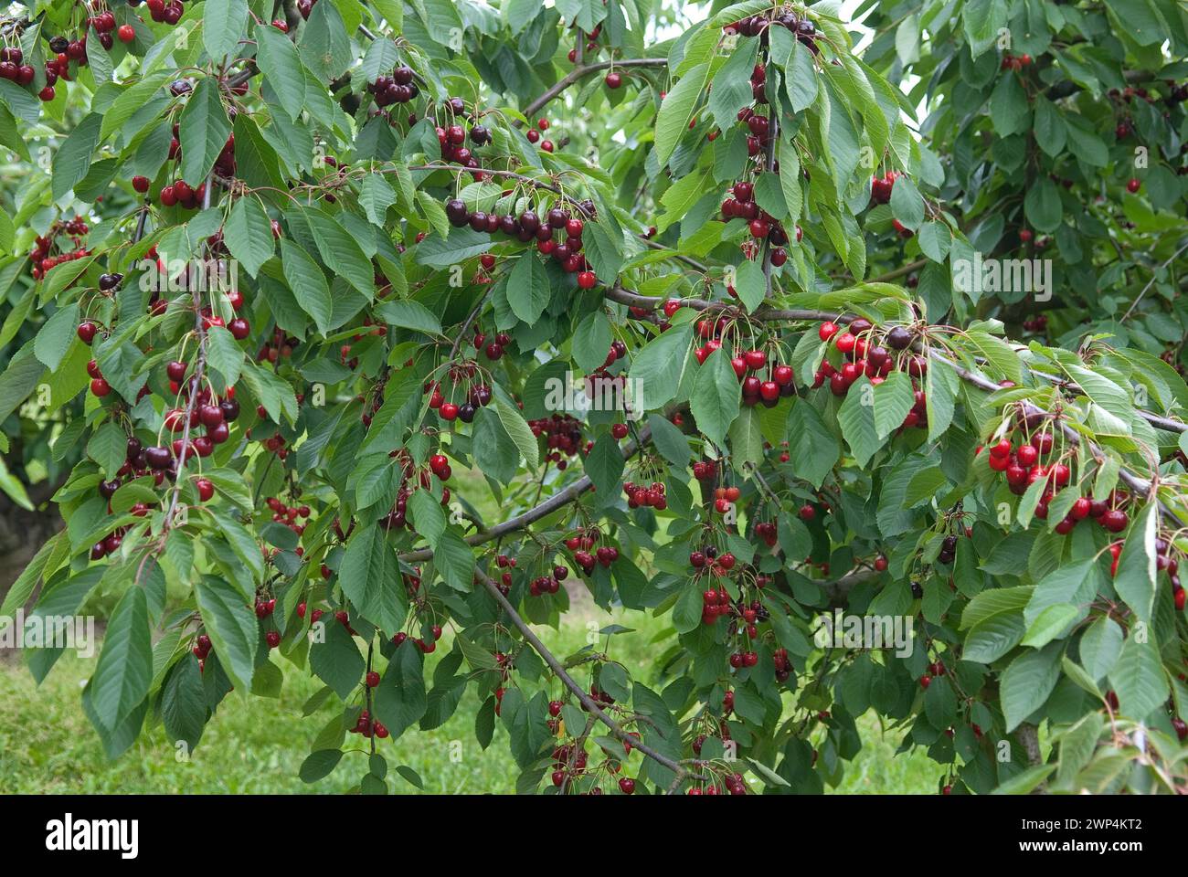 Sweet cherry (Prunus avium 'Bianca'), Bundessorteamt, Marquardt testing centre, Marquardt, 81 Stock Photo