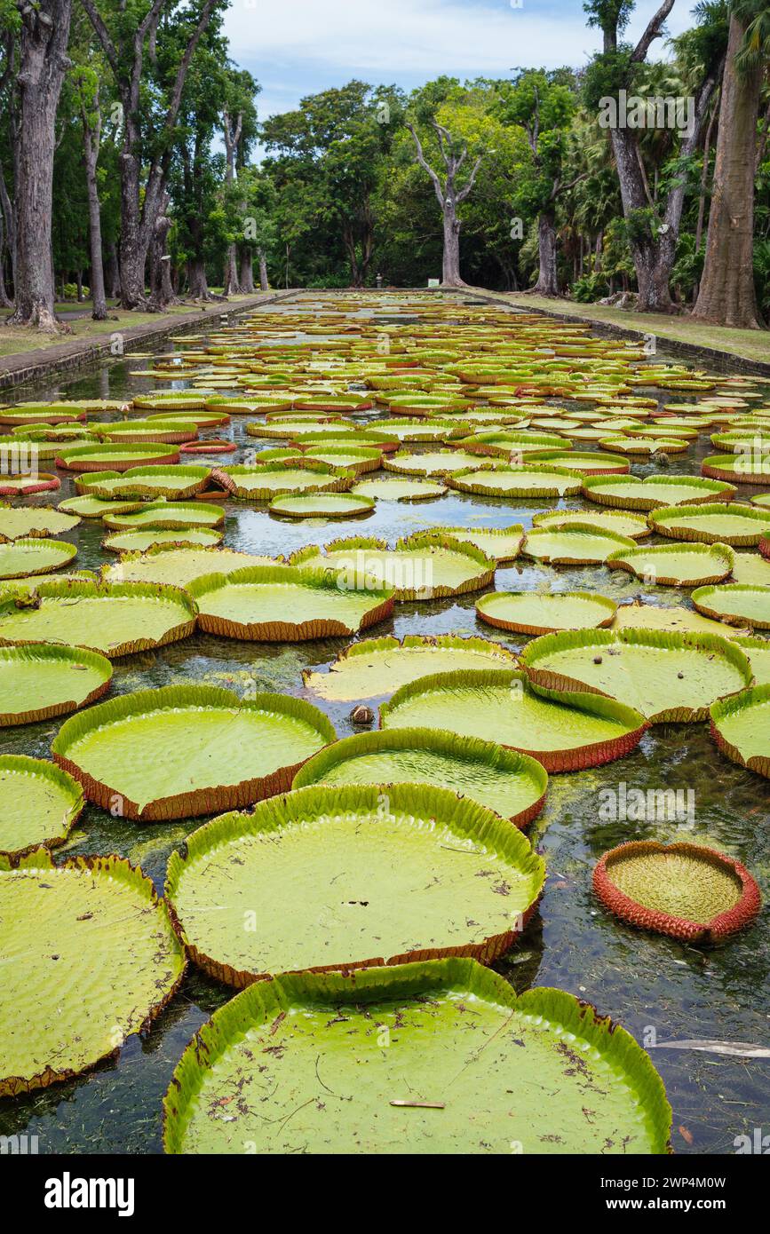 Huge Victoria Amazonica water lily leaves which can reach two meters in diameter floating on the pond in Sir Seewoosagur Ramgoolam Botanical Garden Pa Stock Photo