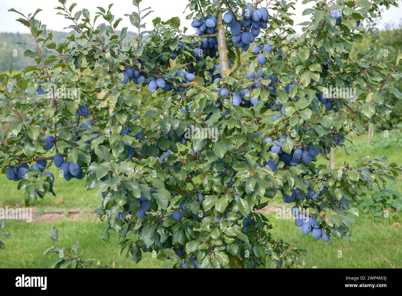 Plum (Prunus domestica 'Topend Plus') Stock Photo