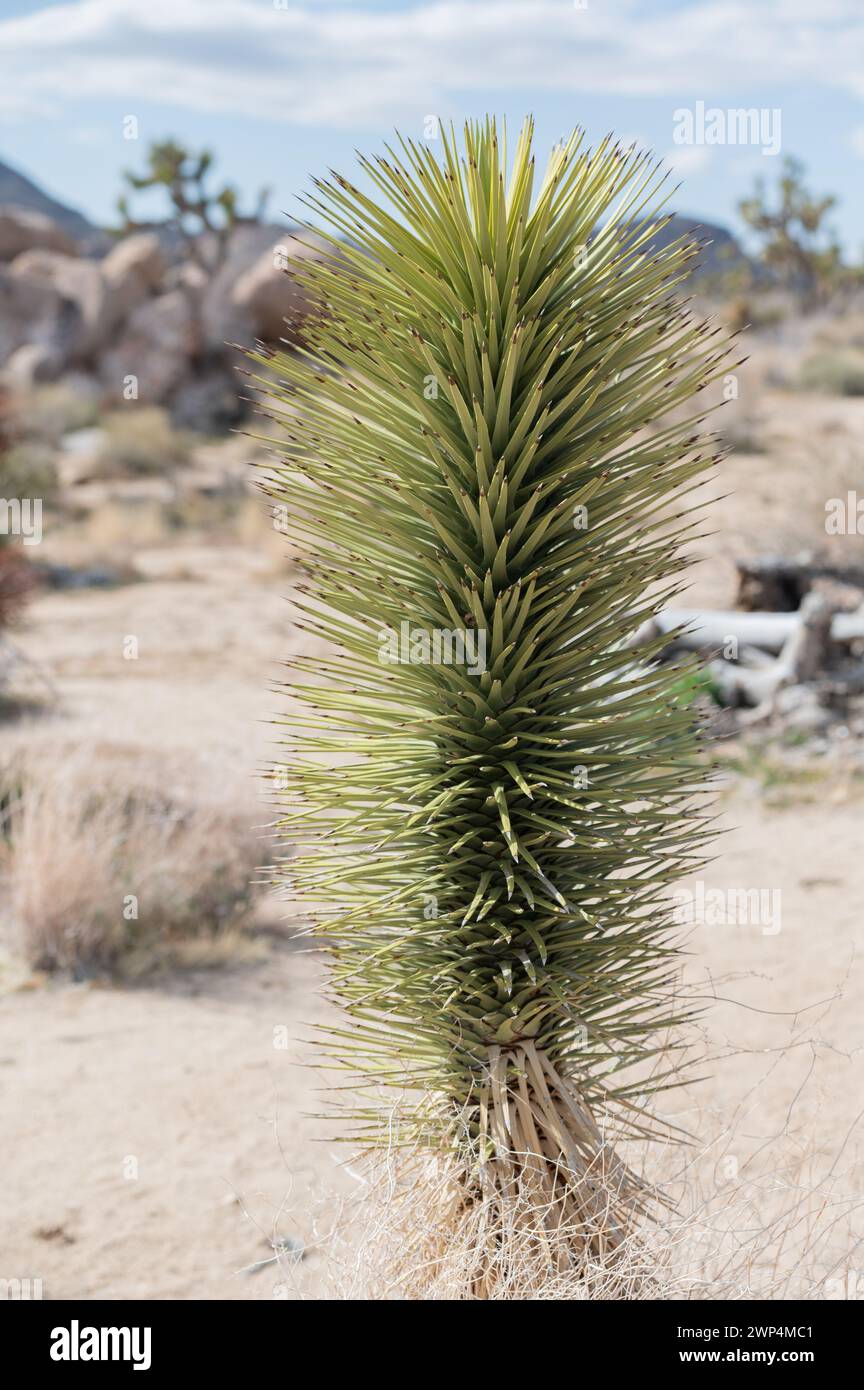Vertical photograph of a yucca plant against rocks and Joshua Trees Stock Photo