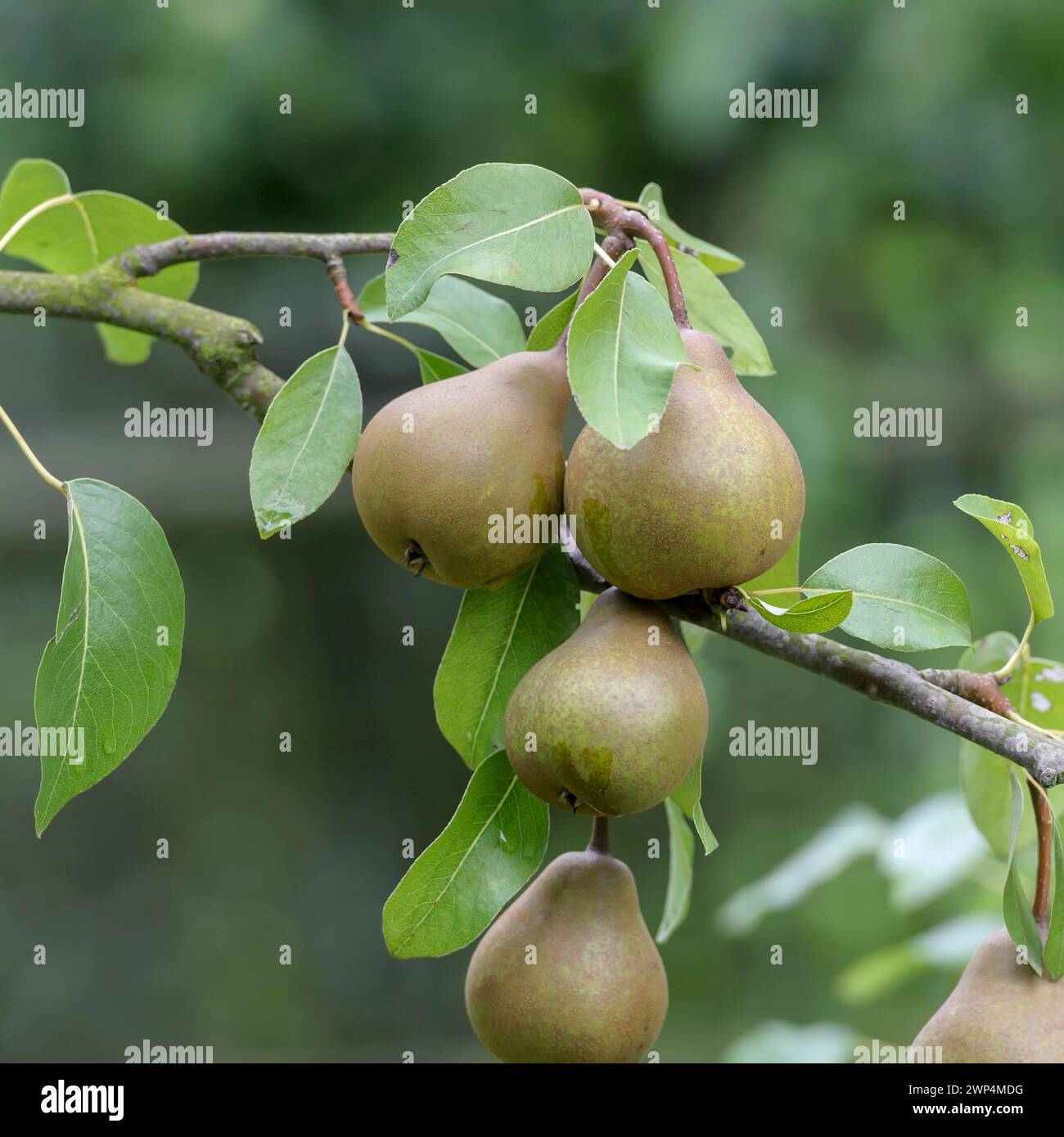 Pear (Pyrus communis 'Uta'), Gruene Aue 7, Naundorf, Saxony, Germany Stock Photo