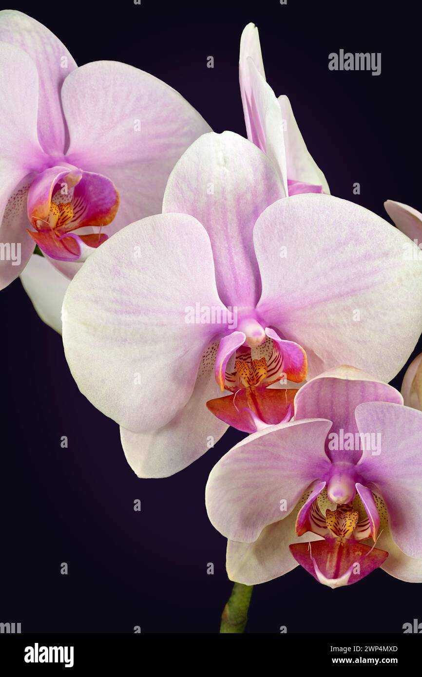 A close-up of the delicate beauty of a white Phalaenopsis orchid flower in full bloom, highlighting its intricate detail and elegant charm. Stock Photo