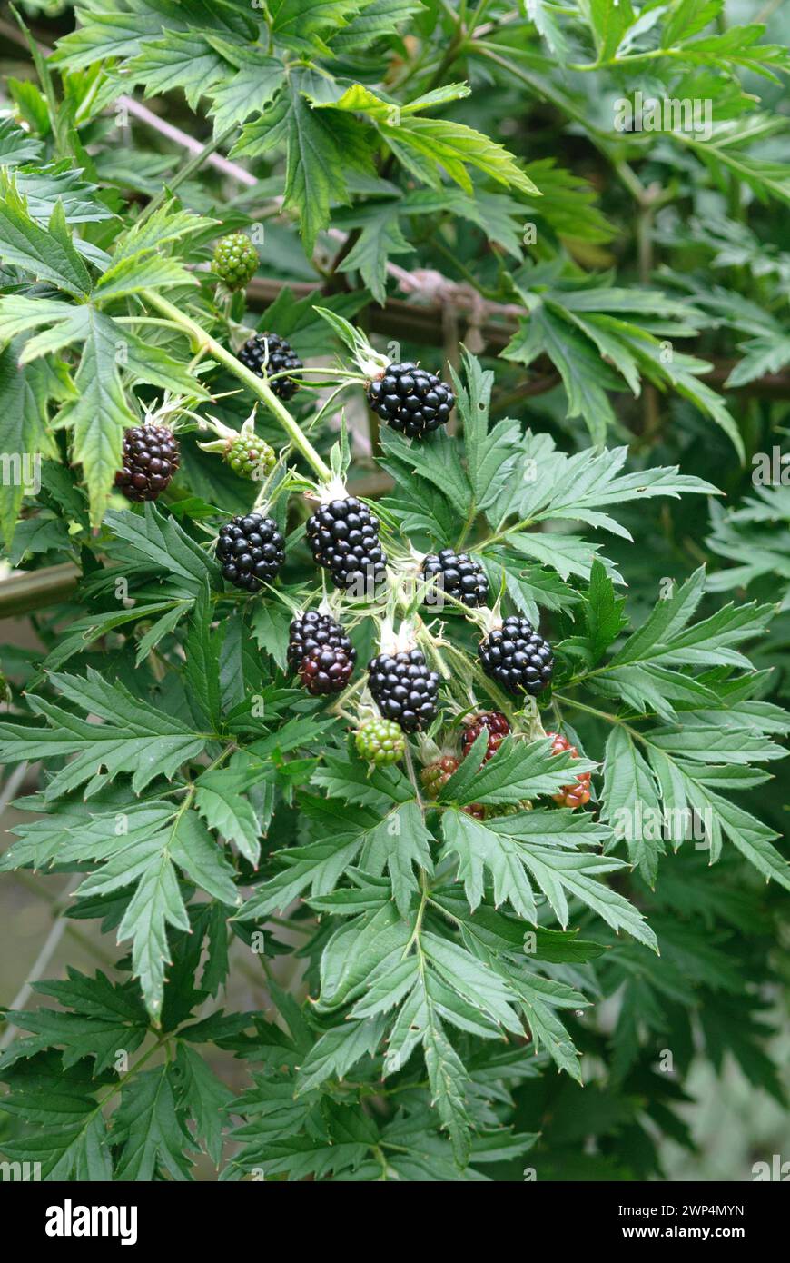 Thornless blackberry (Rubus fruticosus 'Thornless Evergreen'), Gruene Aue 7, Saxony, Germany Stock Photo