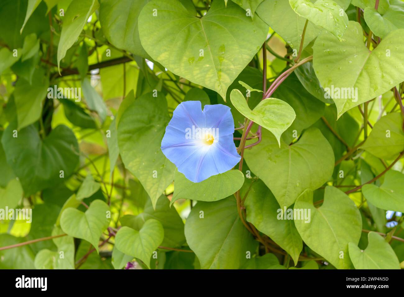 Blue funnel bindweed (Ipomea tricolor), Britzer Garten, Berlin, Berlin, Germany Stock Photo