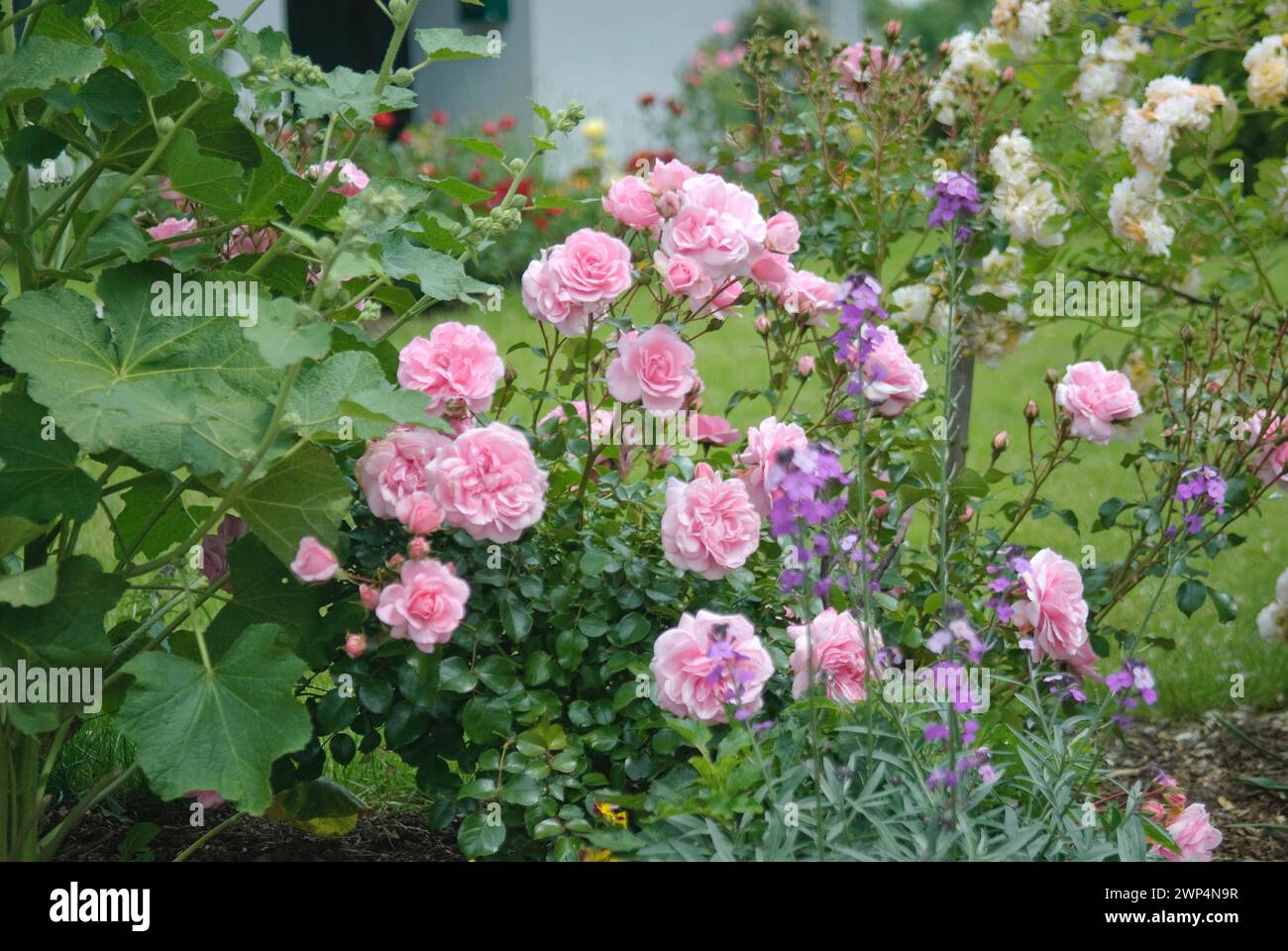 Ground cover roses (Rosa 'Bonica 82'), (Rosa 'Ghislaine de Feligonde'), Steinfurth, 81 Stock Photo