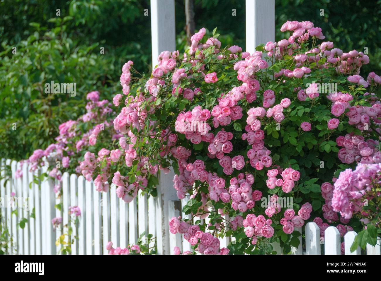 Rambler rose (Rosa 'Raubritter'), Saxony, Germany Stock Photo