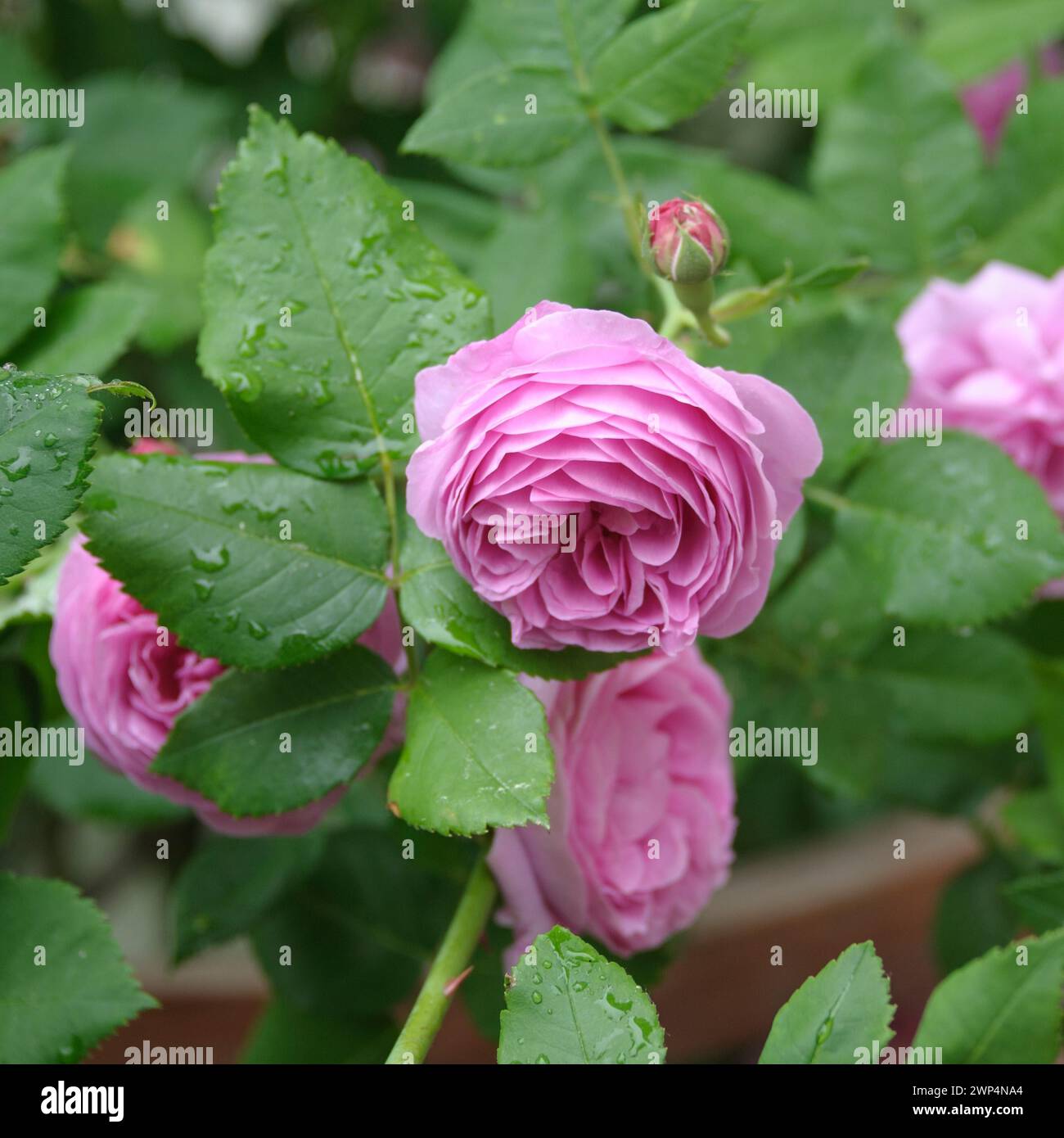 Shrub rose (Rosa 'Louise Odier'), An den Dorfwiesen 9, Saxony, Germany ...