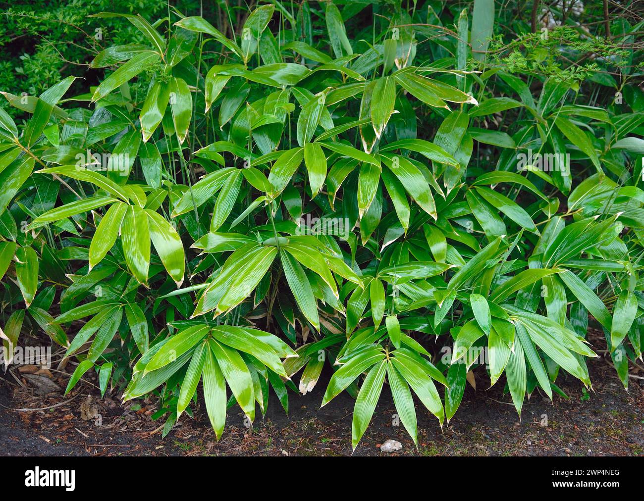 Sasa palmata 'Nebulosa', Rhodo 2014, 81 Stock Photo