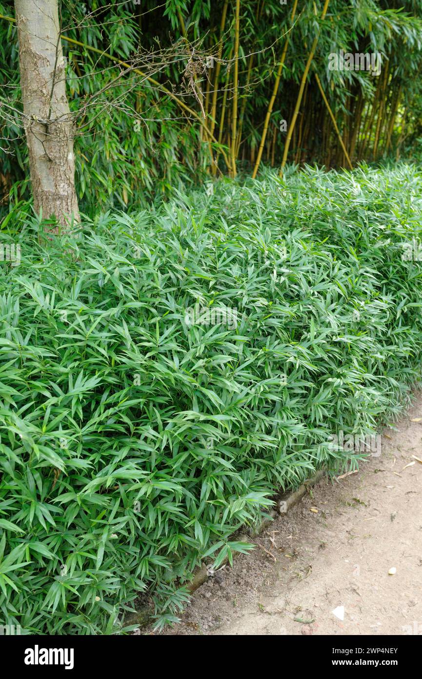 Two-row shoot bamboo (Pleioblastus pygmaeus var. distichus), Rhodo 2014, 81 Stock Photo