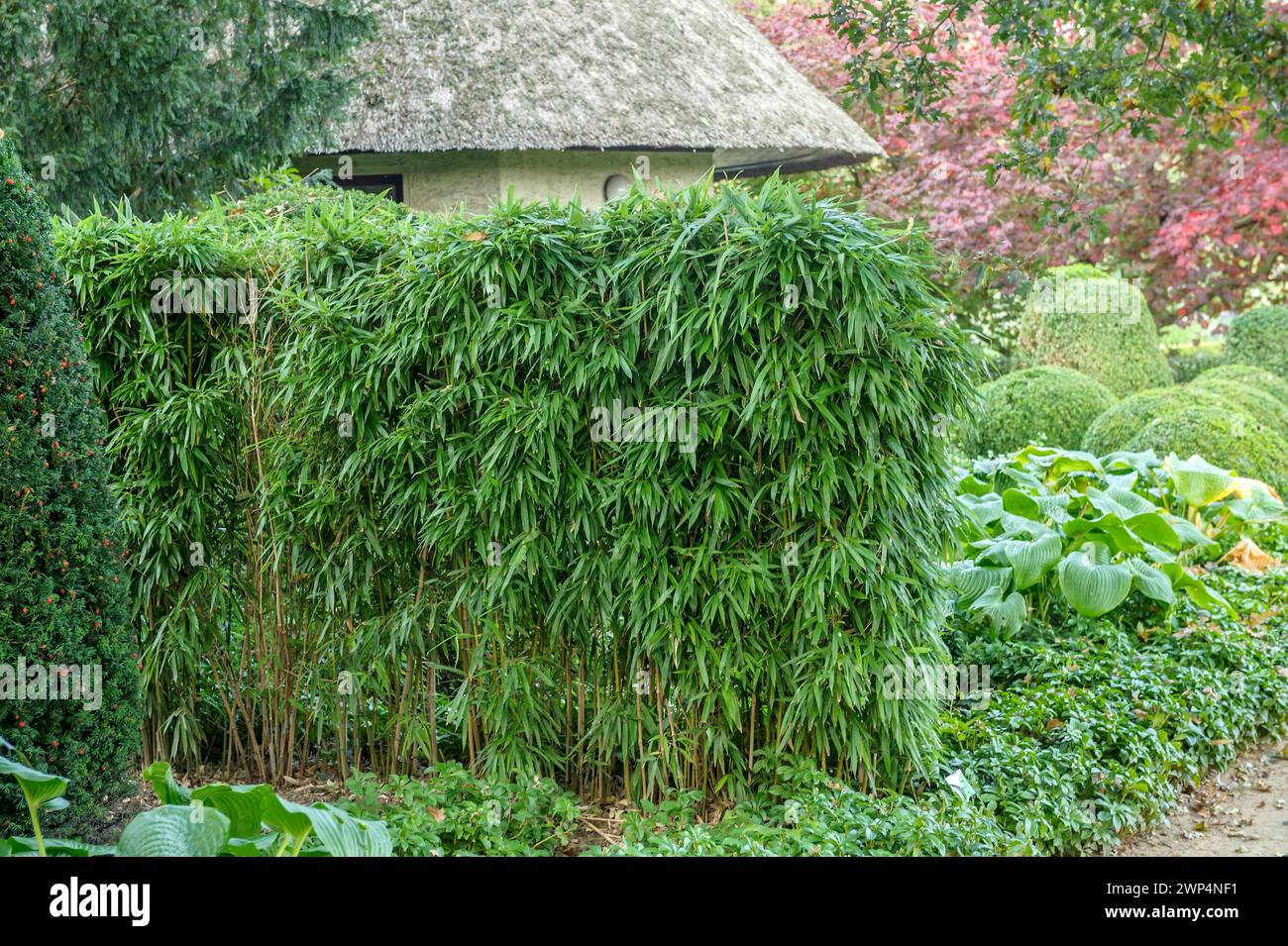 Flat bamboo (Phyllostachys humilis), Rhodo 2014, Ellerhoop-Thiensen, Schleswig-Holstein, Germany Stock Photo