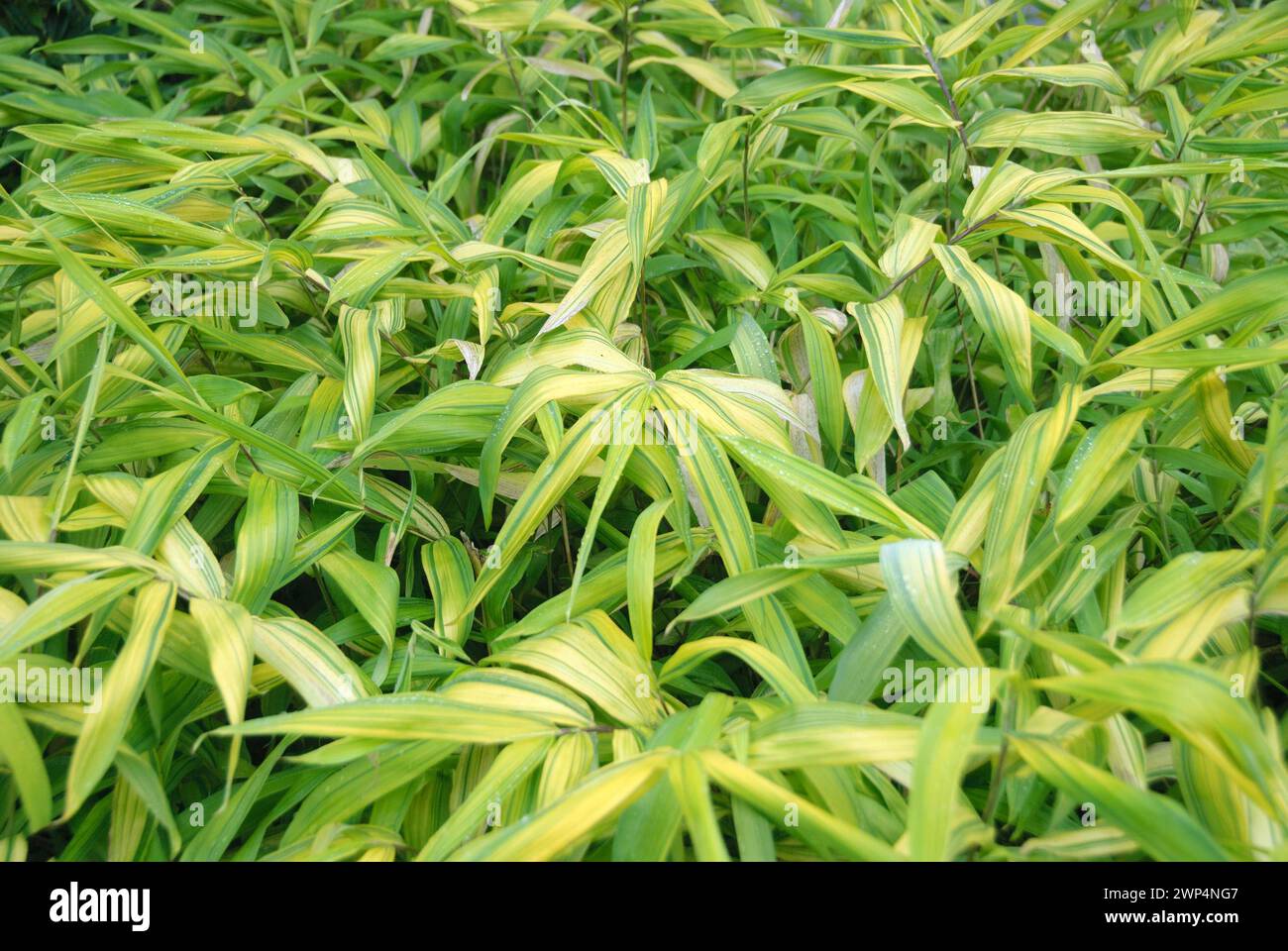 Shoot bamboo (Pleioblastus auricomus), Rhodo 2014, Lower Saxony, Germany Stock Photo