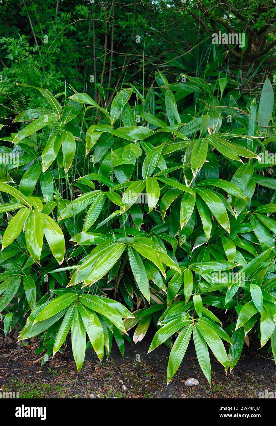 Sasa palmata 'Nebulosa', Rhodo 2014, 81 Stock Photo