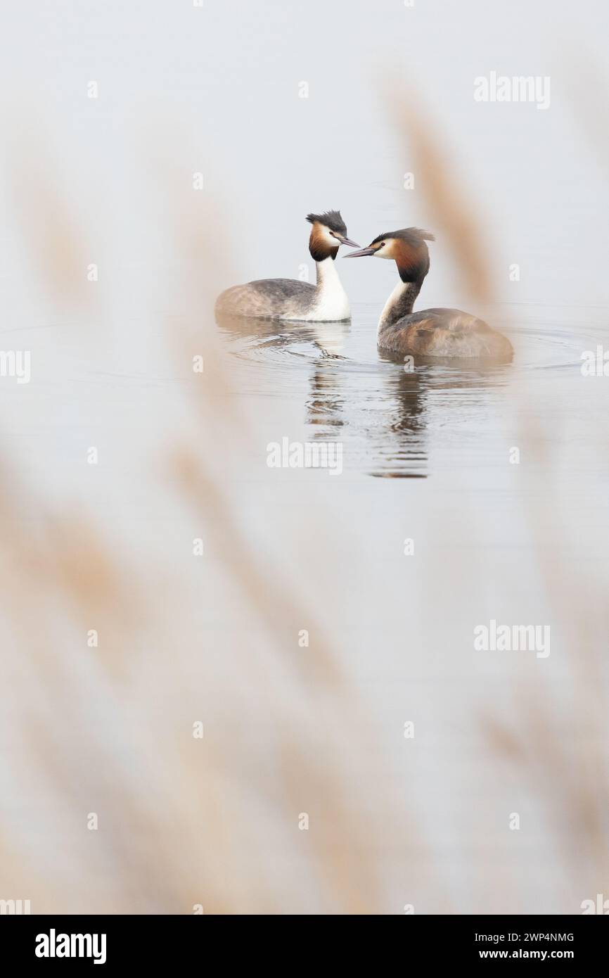 Intimate view of a pair of Great Crested Grebes (Podiceps cristatus) as they display courtship behaviour. Yorkshire, UK in Spring Stock Photo