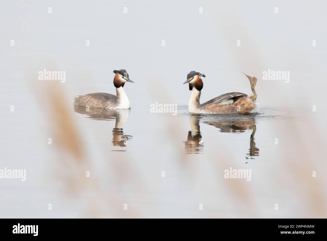 A pair of Great Crested Grebes (Podiceps cristatus) display courtship behaviour. Photographed through the reeds. Yorkshire, UK in Spring Stock Photo