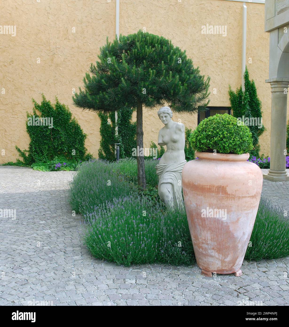 Pinus pinea Stock Photo