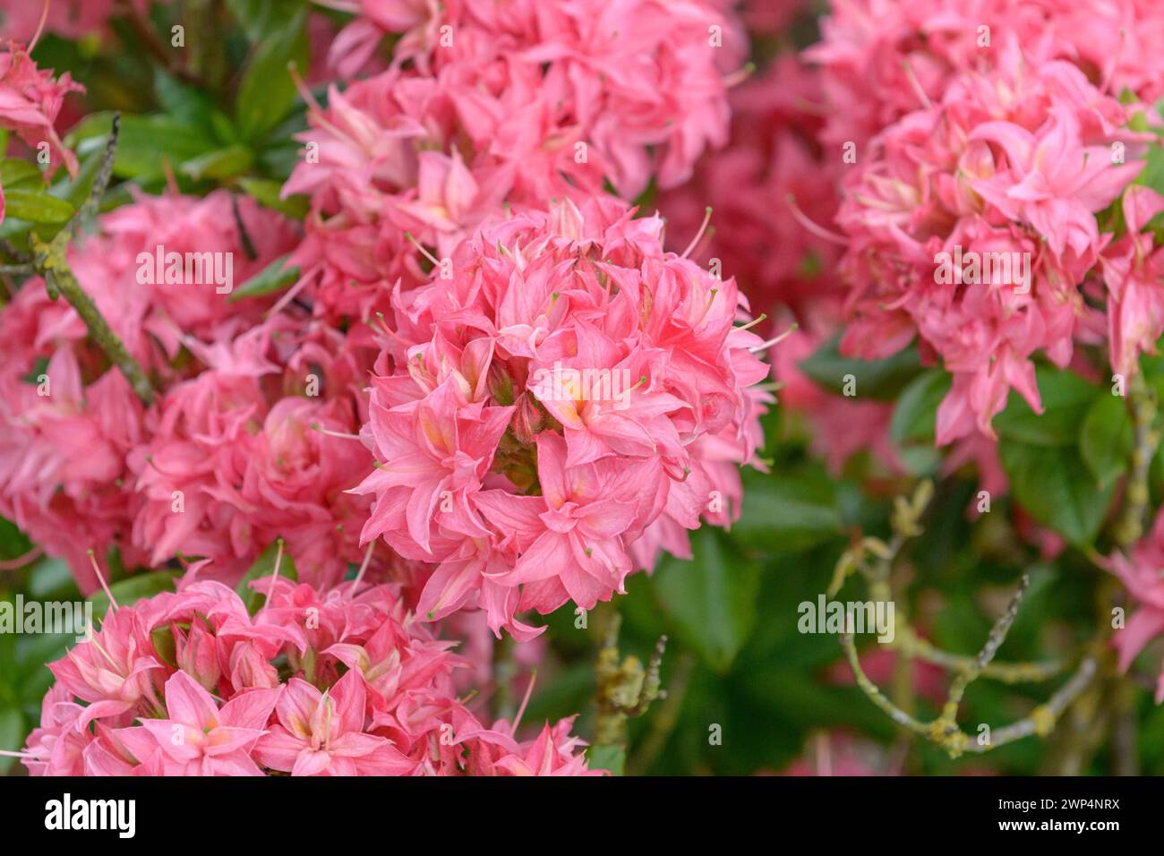 Knaphill azalea (Rhododendron 'Homebush'), Rhodo 2014, Bad Zwischenahn, Lower Saxony, Germany Stock Photo