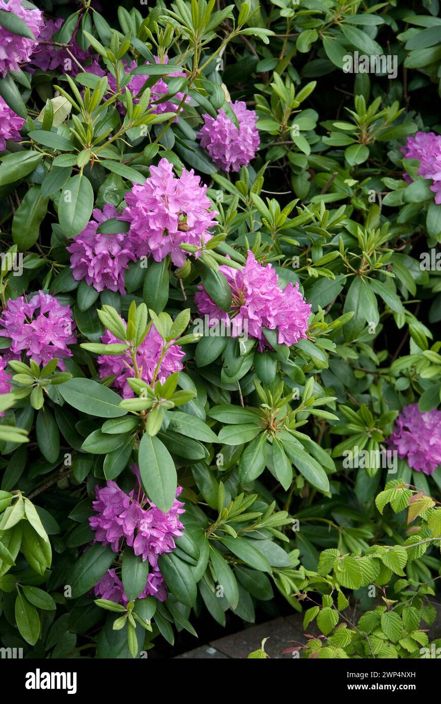 Alpine Rose (Rhododendron 'Roseum Elegans'), De Tuinen van Appeltern, Appeltern, 150 Stock Photo