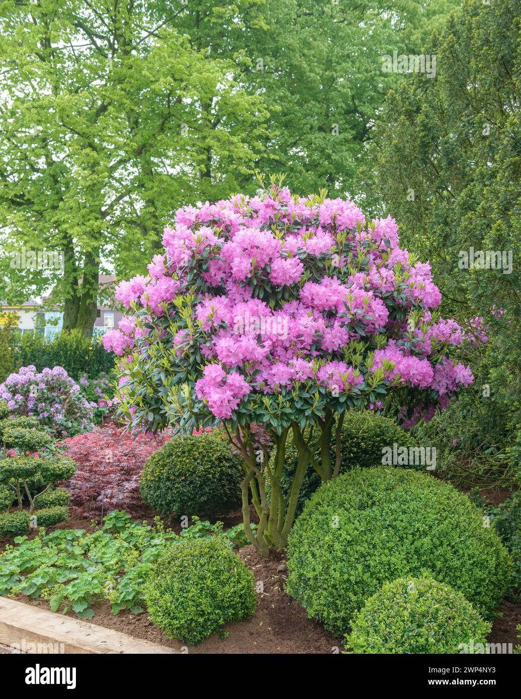 Rhododendron (Rhododendron 'Roseum Elegans'), Rhodo 2014, Bad Zwischenahn, Lower Saxony, Germany Stock Photo