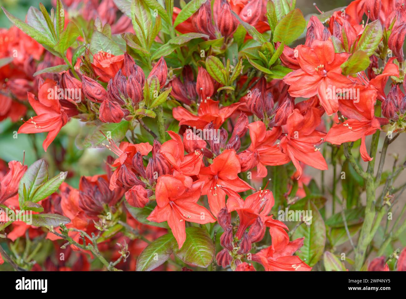 Knaphill azalea (Rhododendron 'Royal Command'), Rhodo 2014, Bad Zwischenahn, Lower Saxony, Germany Stock Photo