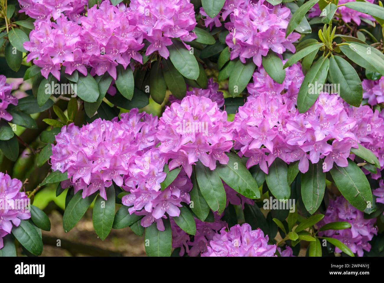 Rhododendron (Rhododendron 'Roseum Elegans'), Rhodo 2014, Bremen, Bremen, Germany Stock Photo