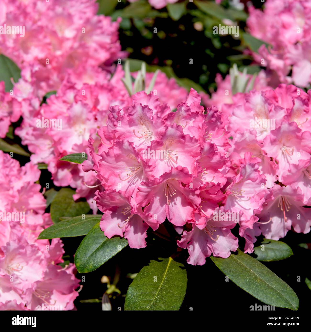 Yakushima rhododendron (Rhododendron 'Marlis'), Rhododendron Park Bremen, Bremen, Bremen, Germany Stock Photo