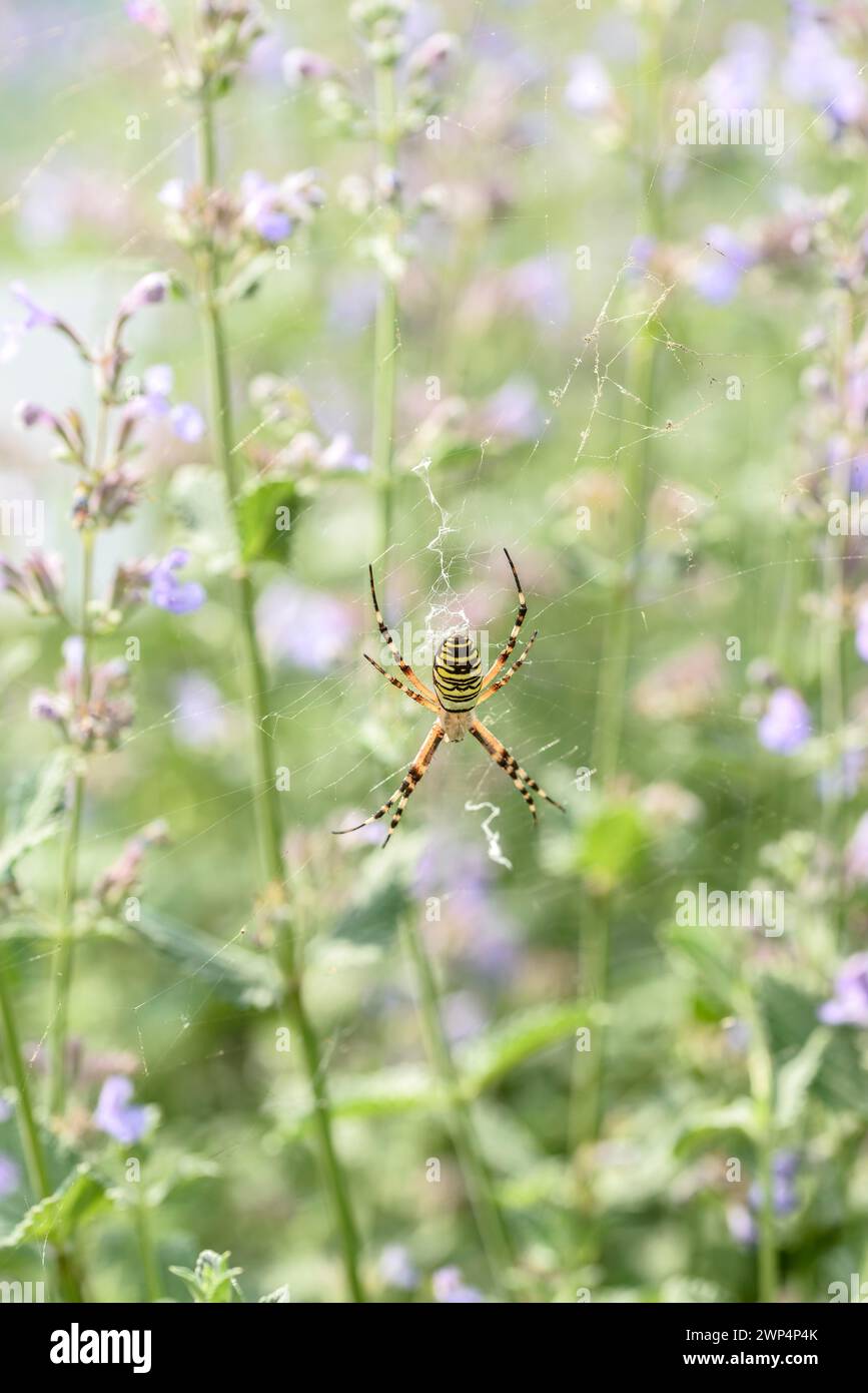 Wasp spider (Argiope bruennichi), catmint (Nepeta 'Walker's Low'), Anchers Havecenter, Ort im Innkreis, Upper Austria, Austria Stock Photo