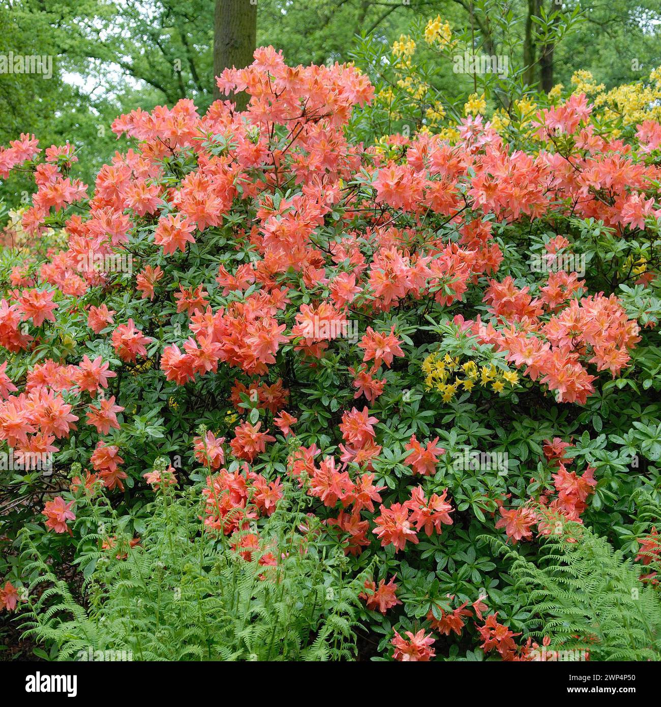 Rhododendron luteum hybrids Stock Photo