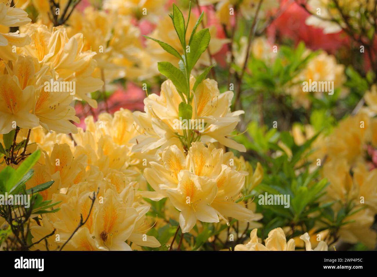 Rhododendron mollis x sinensis yellow, Hutberg, Saxony, Germany Stock Photo