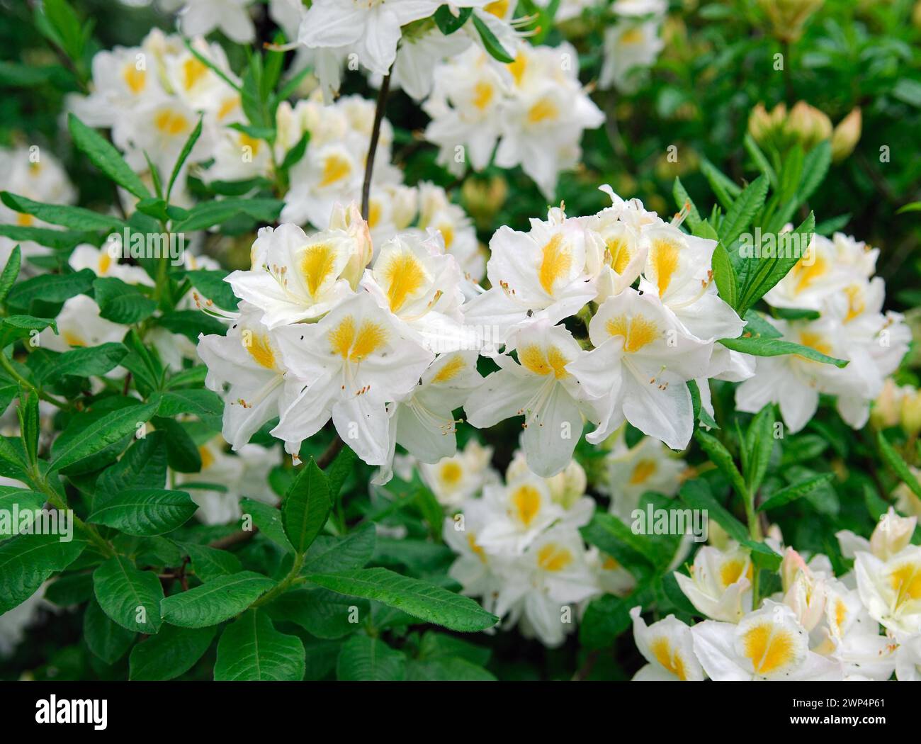 Rhododendron luteum 'Persil' Stock Photo