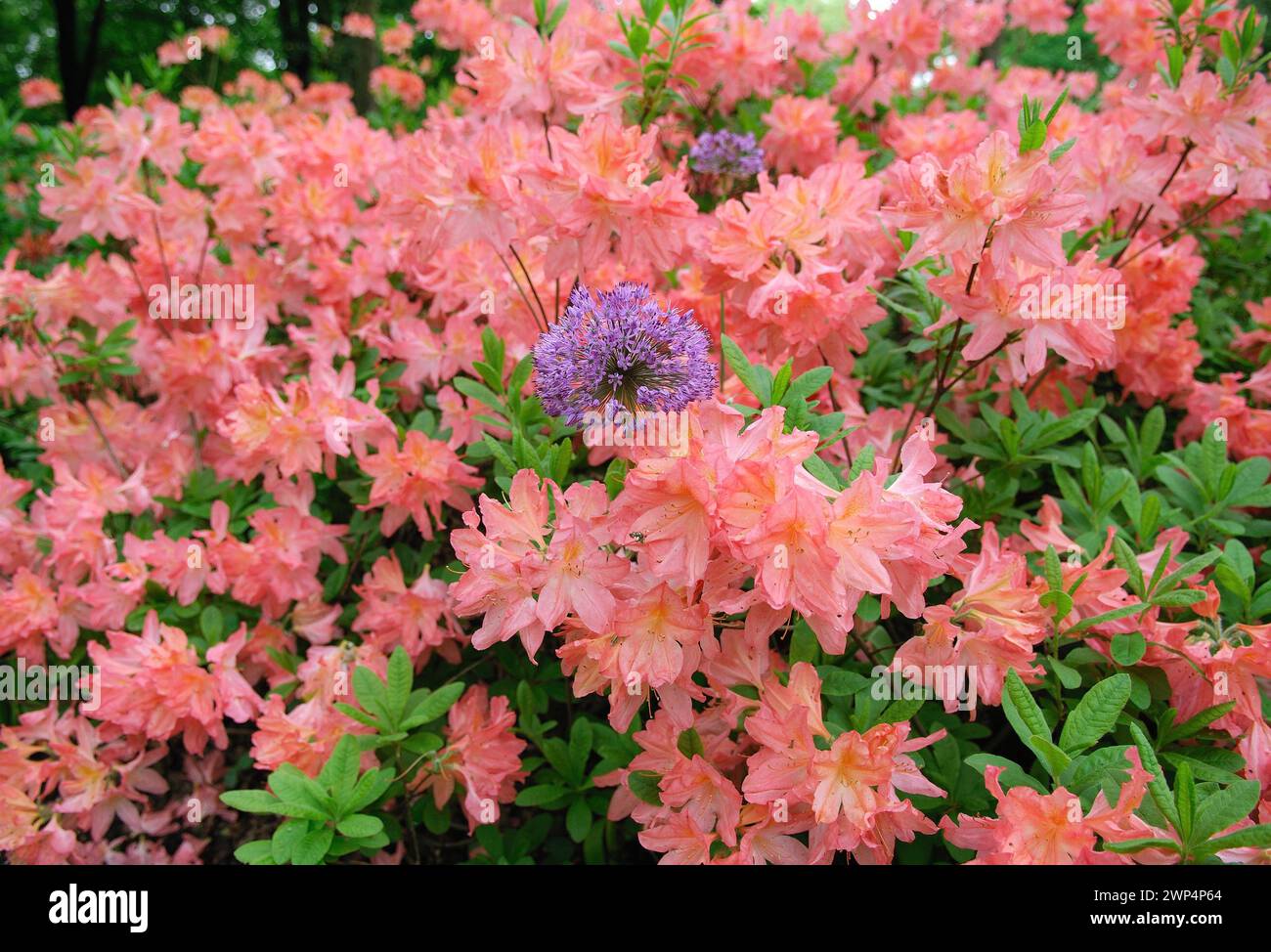 Rhododendron luteum 'Dante Gabriel Rosetti' Stock Photo