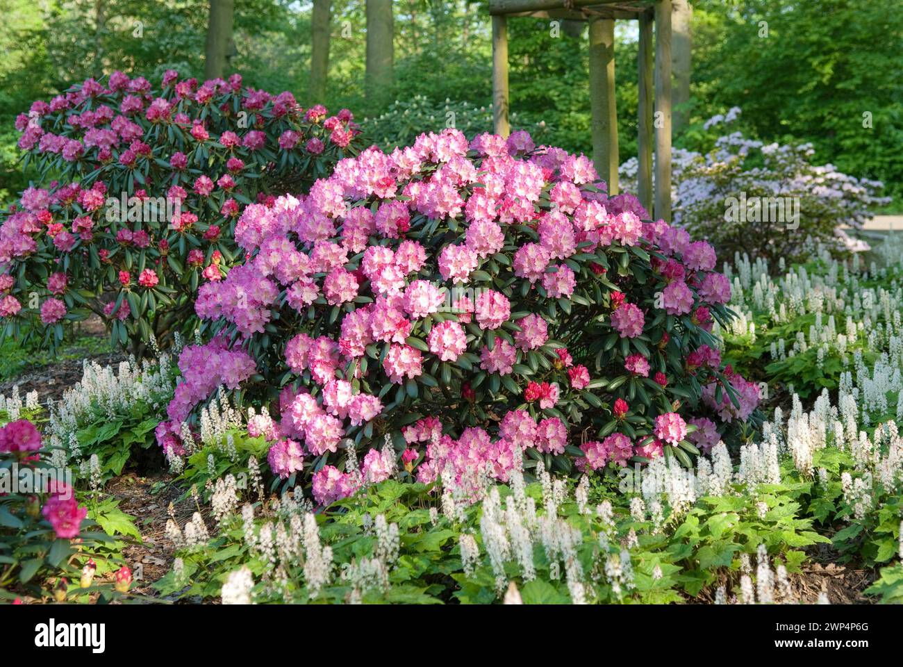 Ball-Rhododendron Rhododendron yakushimanum Kalinka, Ball Rhododendron  yakushimanum Kalinka Stock Photo - Alamy