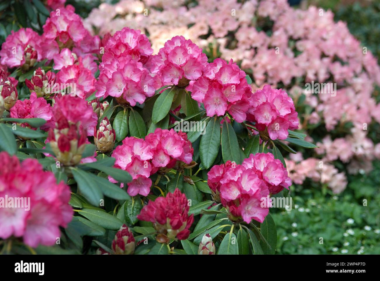 Rhododendron fantastica hi-res stock photography and images - Alamy