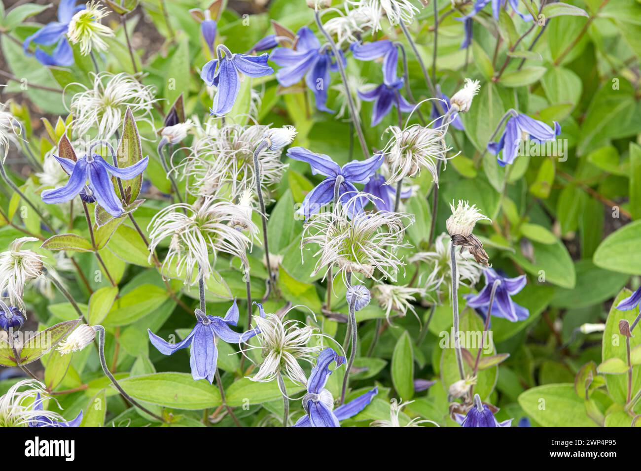 Clematis integrifolia 'Blue Ribbon', Anchers Havecenter, Zeeland, Michigan, United States of America Stock Photo