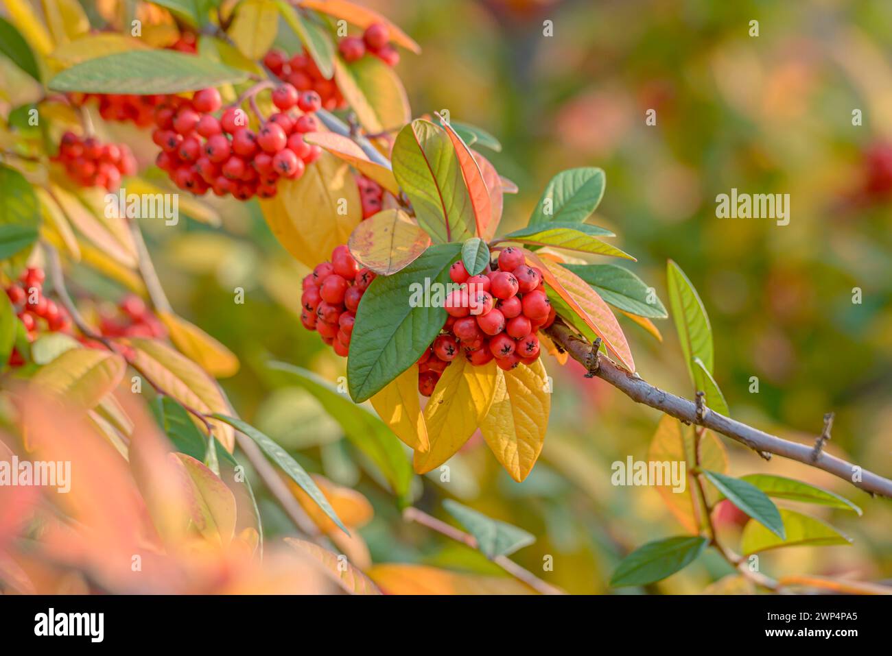 Willow-leaved cotoneaster (Cotoneaster salicifolius 'Pendulus'), Anchers Havecenter, Dresden, Saxony, Germany Stock Photo