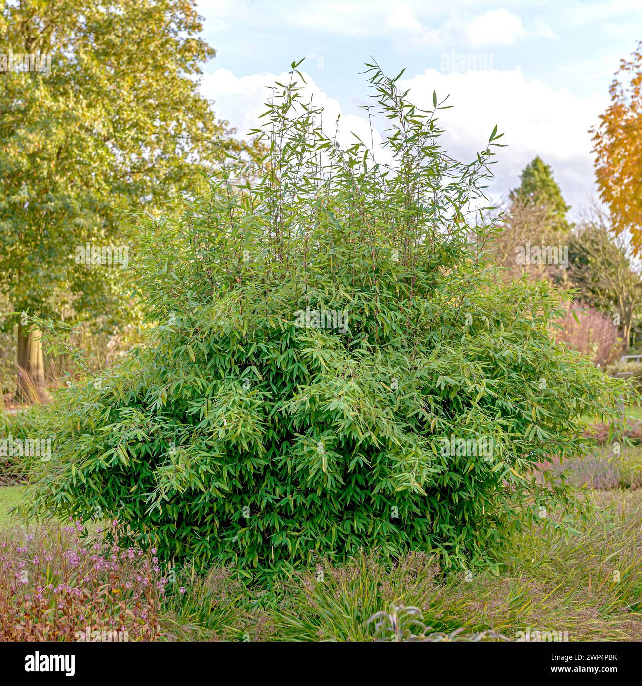 Glossy umbrella bamboo (Fargesia nitida 'Winter Joy'), Anchers Havecenter, Boskoop, Zuid-Holland, Netherlands Stock Photo