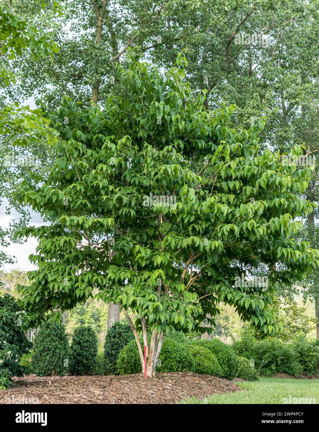 Heptacodium miconioides hi-res stock photography and images - Alamy