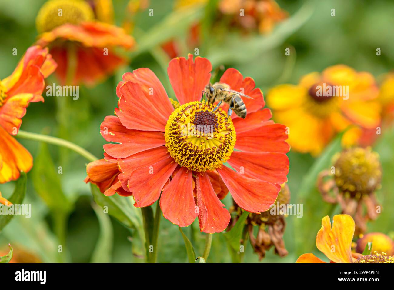 Sunflower (Helenium 'Baudirektor Linne'), Anchers Havecenter, Rathenow, Brandenburg, Germany Stock Photo