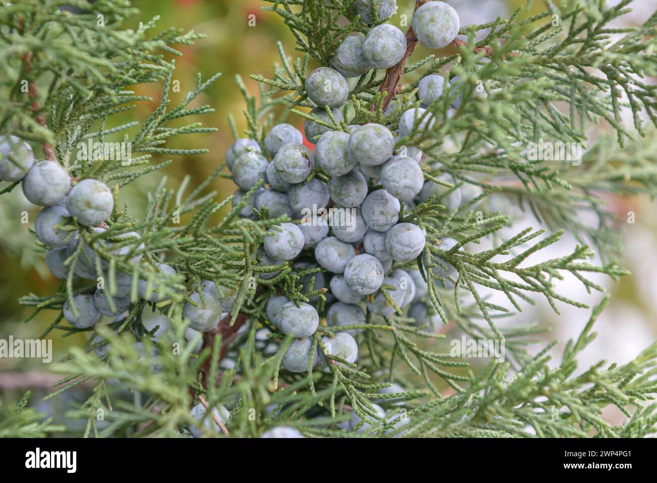 Chinese juniper (Juniperus chinensis 'Keteleeri'), Anchers Havecenter, Bautzen, Saxony, Germany Stock Photo