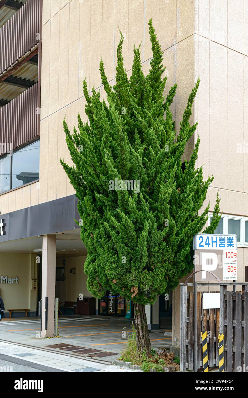 Chinese juniper (Juniperus chinensis 'Kaizuka'), Anchers Havecenter, Takayama, Honshu, Japan Stock Photo
