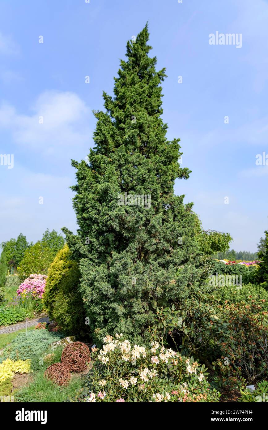 Chinese juniper (Juniperus chinensis 'Iowa'), Anchers Havecenter, Pisarzowice, Poland Stock Photo