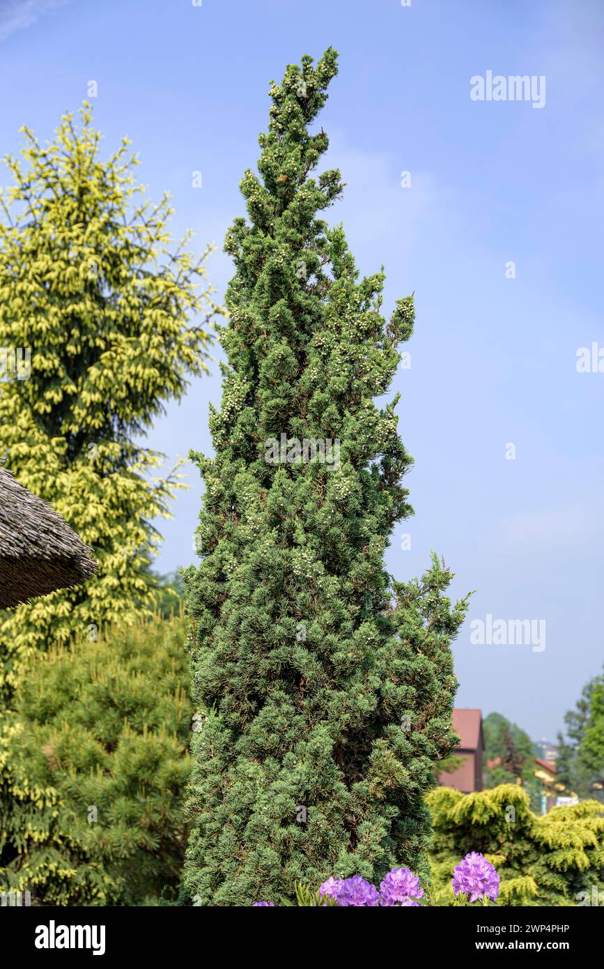 Chinese juniper (Juniperus chinensis 'Robust Green'), Anchers Havecenter, Pisarzowice, Poland Stock Photo